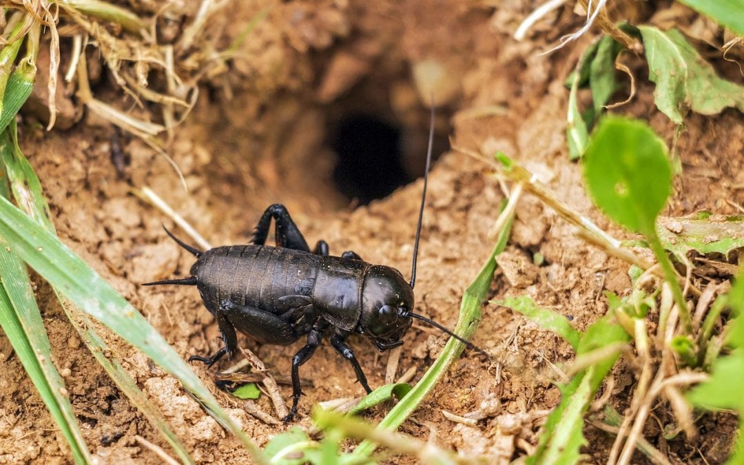 Crickets in the basement? Learn why and how to get rid of them