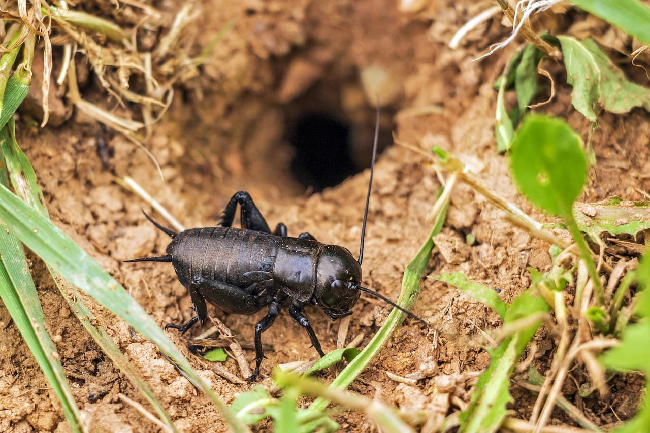 Crickets in the basement